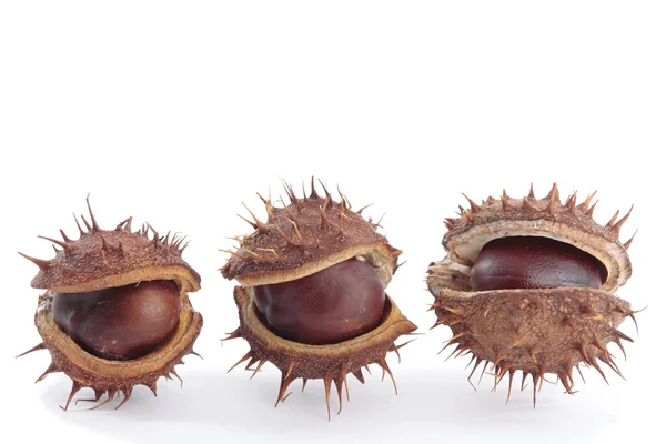 stock image Chestnuts with seed pods over white