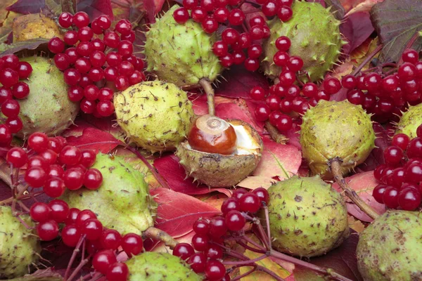 Kaštany a červené bobule na podzim — Stock fotografie