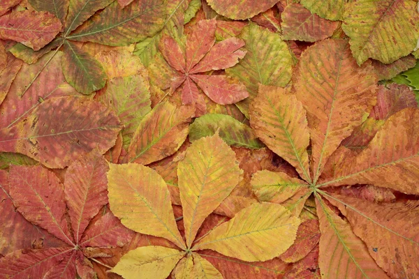 Осенние листья крупным планом — стоковое фото