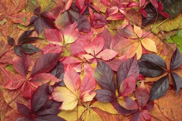 Folhas de outono close-up — Fotografia de Stock