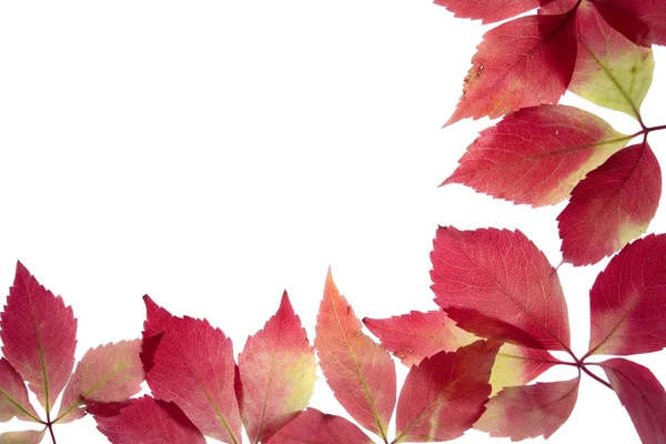 Autumn leaves over white background — Stock Photo, Image