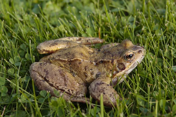 Common toad closeup on grass — Stock Photo, Image