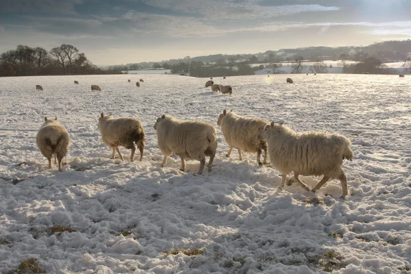 Paysage hivernal couvert et moutons dans la neige — Photo