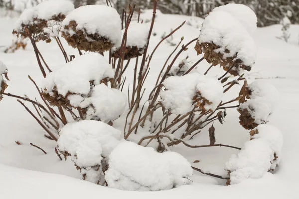 Winterlandschap bedekt met sneeuw — Stockfoto