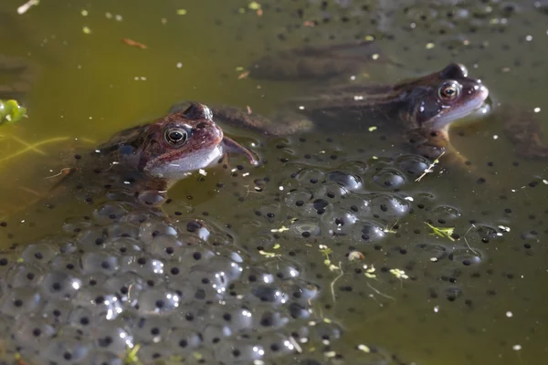 Gemeiner Frosch im Teich — Stockfoto