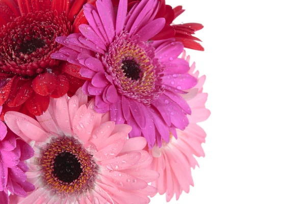 Red purple Gerbera flowers isolated on white — Stock Photo, Image