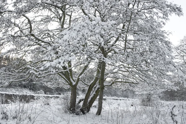 Зимовий пейзаж вкритий снігом — стокове фото