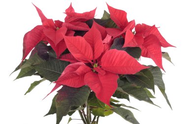 beyaz izole poinsettia bitki