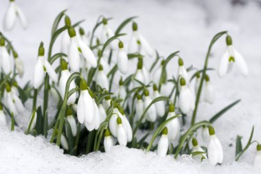 Snowdrops closeup on snow clipart