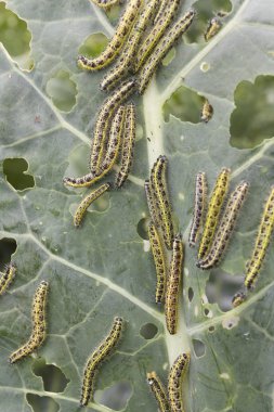 Cabbage leaf covered with caterpillas pest clipart