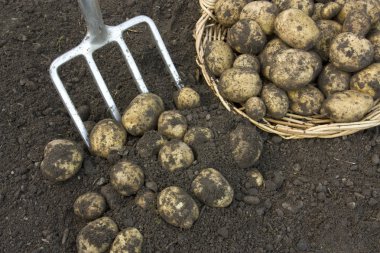 taze patates tırmıkla kazdık