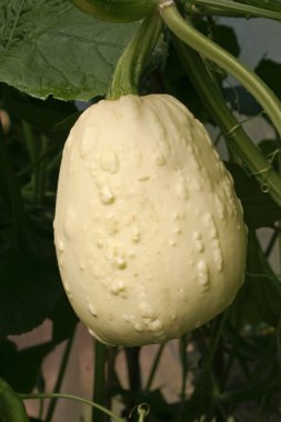 Squash groeien op wijnstokken plantsquash asma bitki üzerinde büyüyen