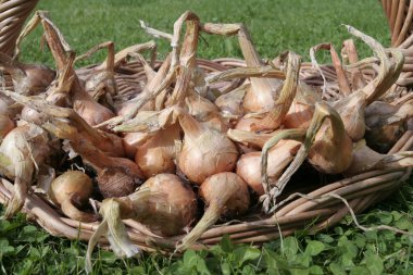 Just picked onions shallots