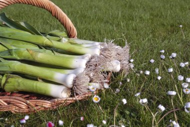 Freshly dug out leeks on basket