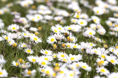 bloem bloeit in het voorjaar van