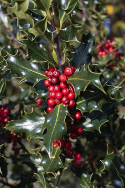 Olgun kırmızı meyveler ile Holly bitki