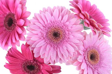 gerbera çiçekleri beyaz izole