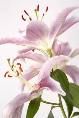 Pink lily flower over white background clipart