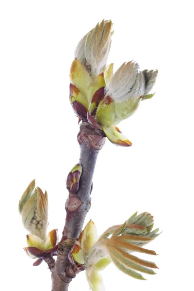 Čerstvý jarní pupeny — Stock fotografie