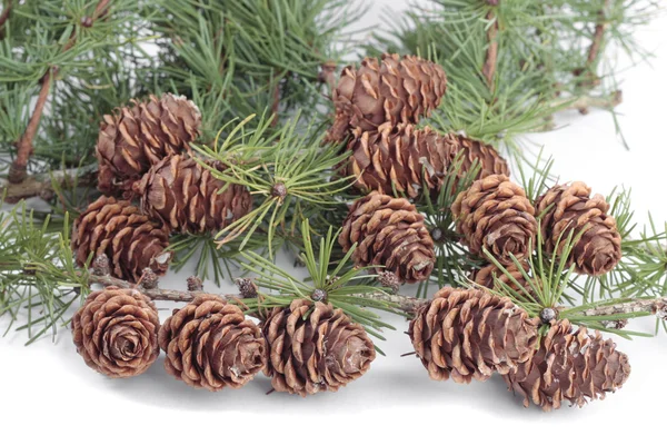 Karácsonyi díszek pinecones — Stock Fotó