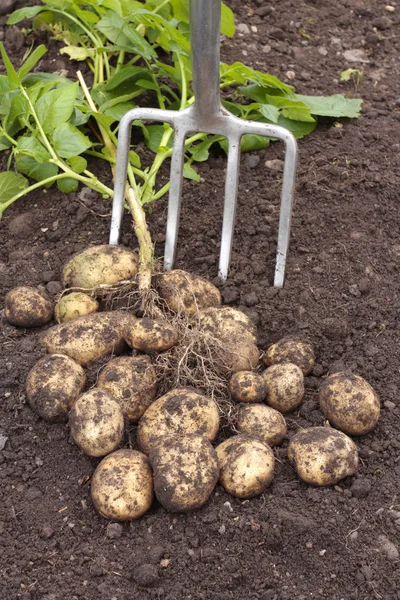 Свежевыкопанный картофель граблями — стоковое фото
