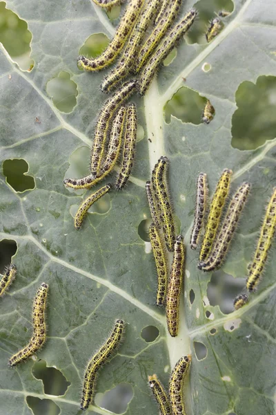 stock image Cabbage leaf covered with caterpillas pest