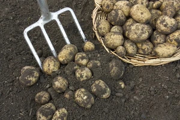 Frisch ausgehobene Kartoffeln mit Harke — Stockfoto
