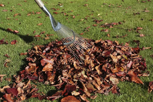 Foglie d'autunno cadute sul prato erboso — Foto Stock
