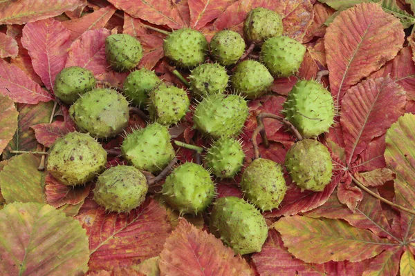 Castañas y hojas de otoño de primer plano —  Fotos de Stock