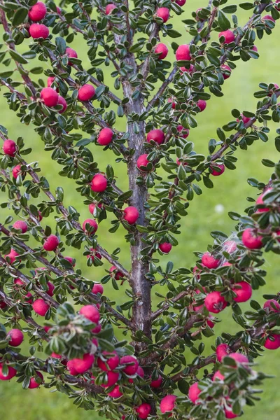 Зрізати ягоди на рослині чагарника восени — стокове фото