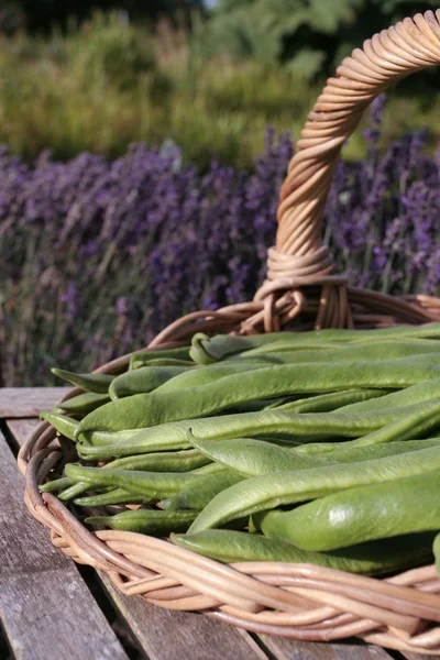 stock image Green runner beans on basket