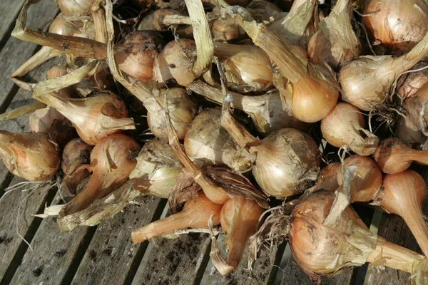 Just picked onions shallots — Stok fotoğraf