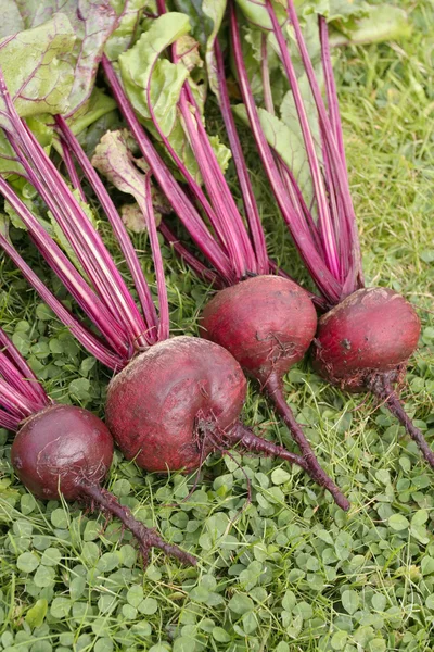 Fresh beetroot bunch — Stock Photo, Image