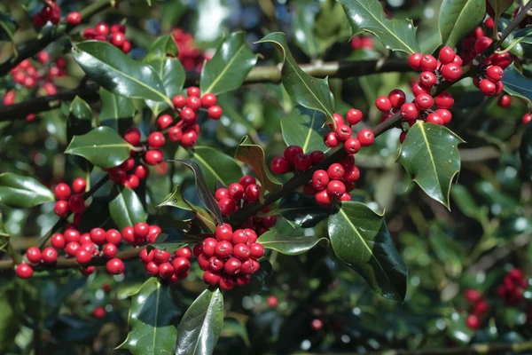 Holly φυτό με ώριμα κόκκινα μούρα — Φωτογραφία Αρχείου