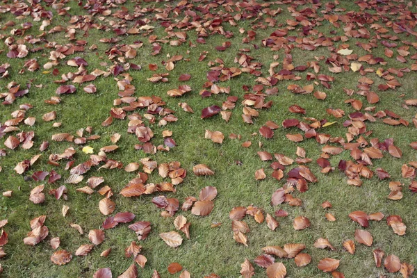 Autumn leaves fallen on grass lawn — Stock Photo, Image