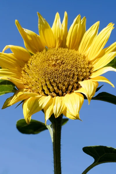 Sunflower bloom in early spring — Stock Photo, Image