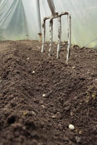 Plantação de sementes de hortaliças em linhas de solo preparadas — Fotografia de Stock
