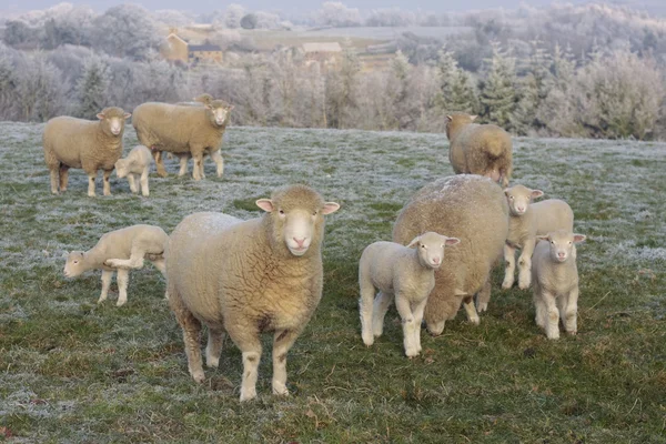 Pecore al pascolo nel paesaggio ghiacciato — Foto Stock