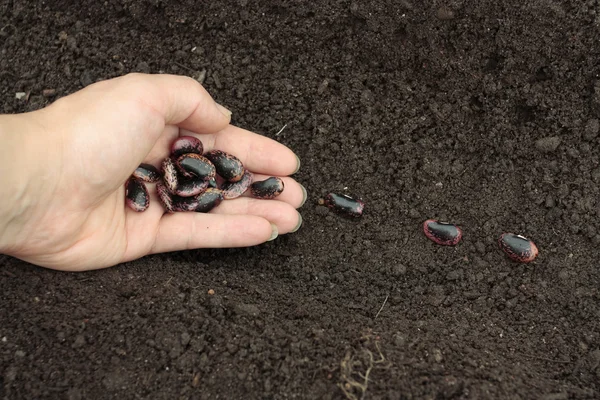 Hazırlanan toprak satırlardaki sebze tohum dikim — Stok fotoğraf
