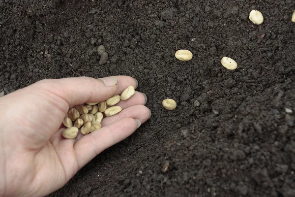 Aanplant van plantaardige zaden in bereid bodem rijen — Stockfoto