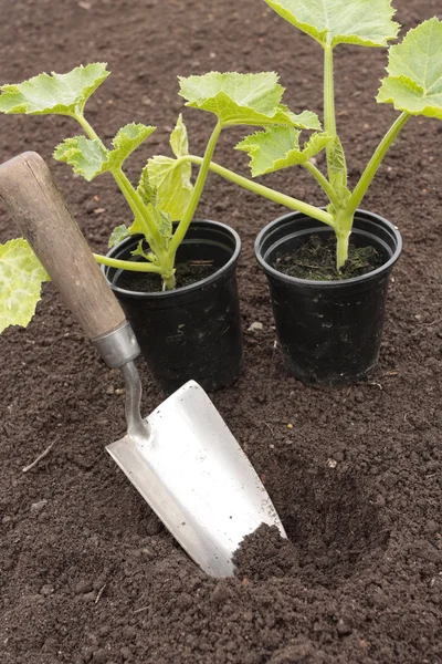 準備された土壌における野菜種子の植栽 — ストック写真