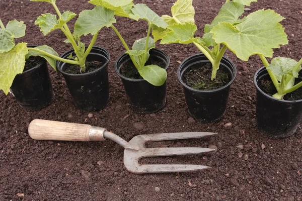 Plantering av grönsaksfrön i beredda marken — Stockfoto