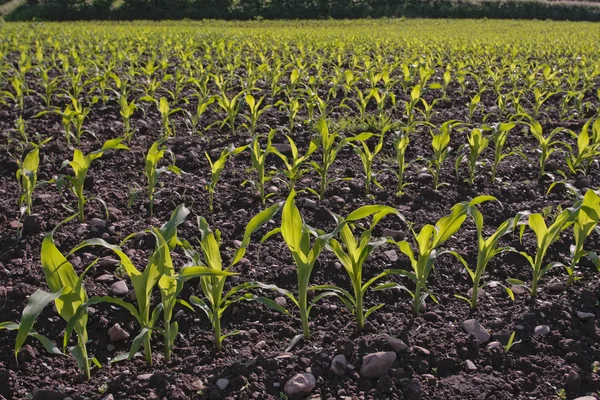 Veld met maïs zaailingen in het vroege voorjaar — Stockfoto