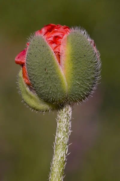 Spring flower bud opening — Stock Photo, Image