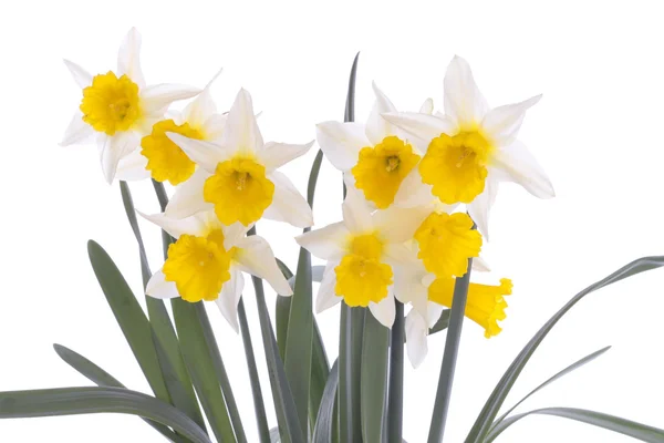 Spring flowers isolated over white background — Stock Photo, Image
