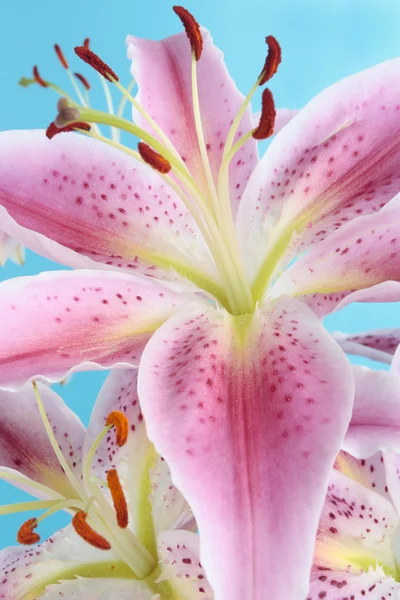 파란색 배경 위에 핑크 백합 꽃 — 스톡 사진