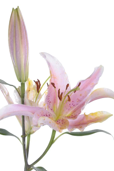 Rózsaszín liliom virág, mint fehér háttér — Stock Fotó