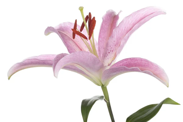 흰색 배경 위에 핑크 백합 꽃 — 스톡 사진