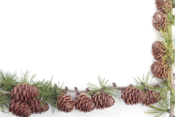 Noel süslemeleri pinecones — Stok fotoğraf