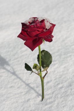Red rose ste flower on snow ground clipart